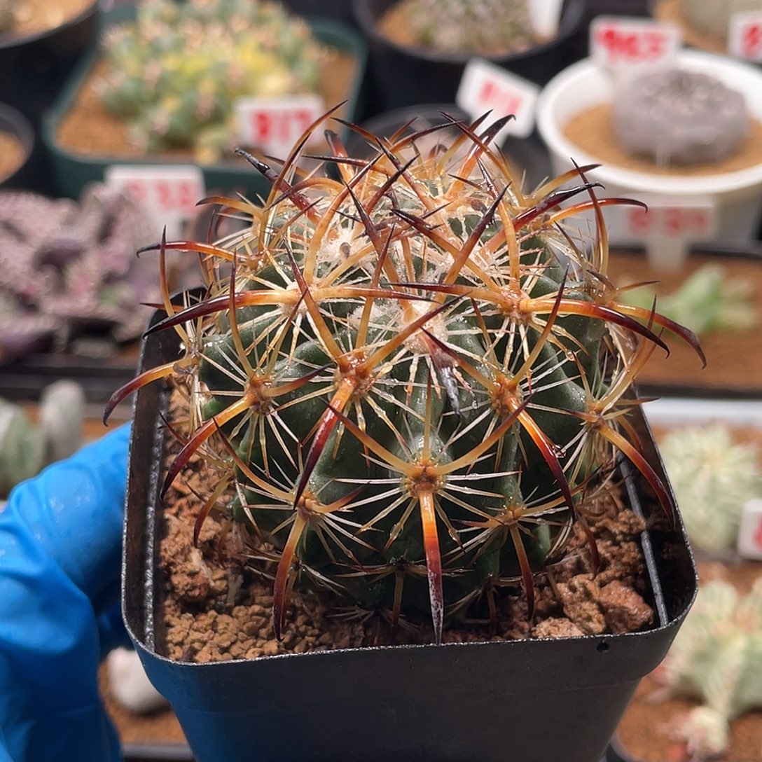 实生美刺虎爪玉仙人球