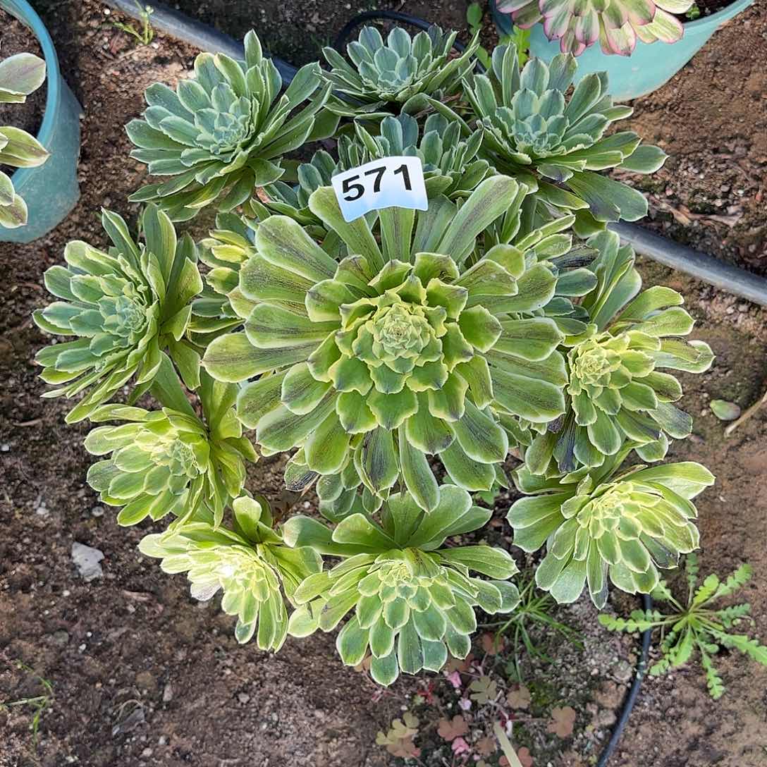 多肉法师萤火虫571