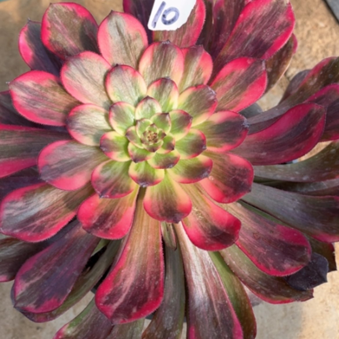 【闪购商品】10烟花多肉法师