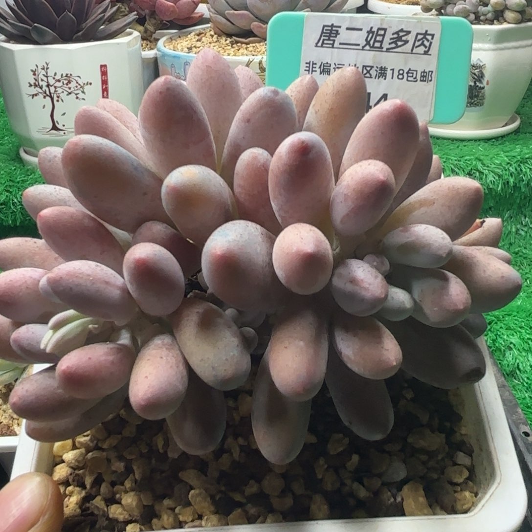 唐二姐多肉编号144