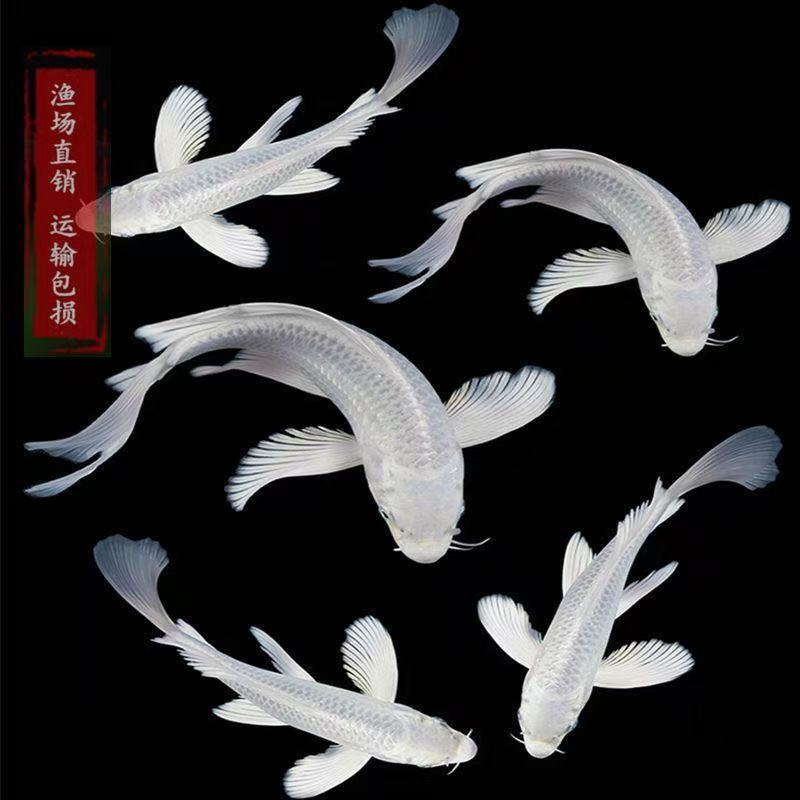 【直播专享】蝴蝶鲤鱼苗正品台湾普身白金锦鲤长尾短尾活体观赏鱼鲤