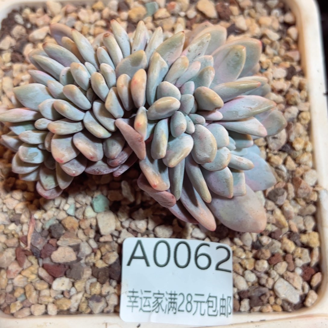 幸运的是我的朋友们都