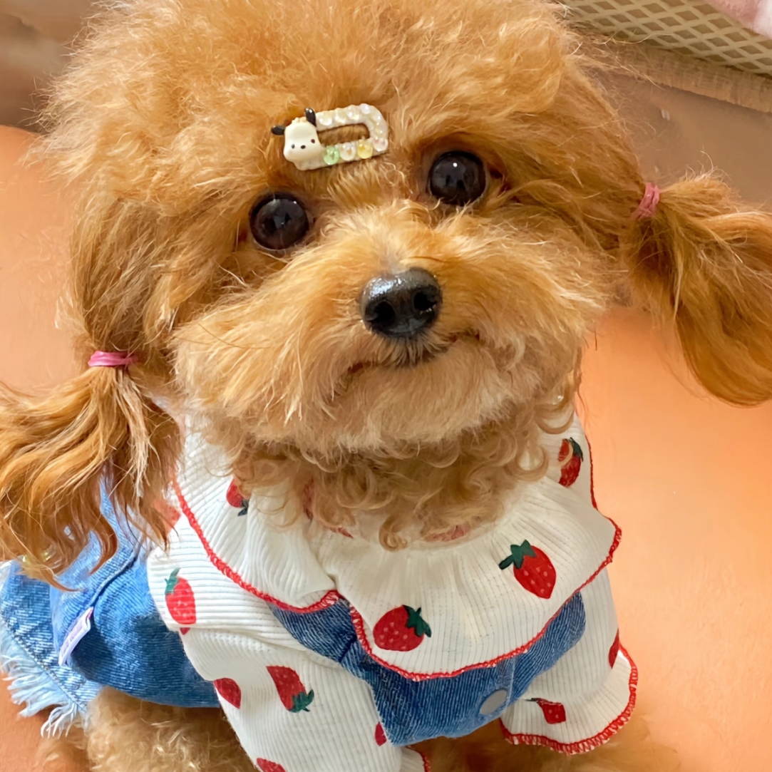 泰迪泰迪熊比熊小型犬