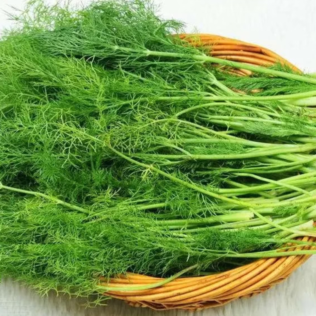 【茴香】包邮！新鲜蔬菜！北京平谷本地新鲜蔬菜！