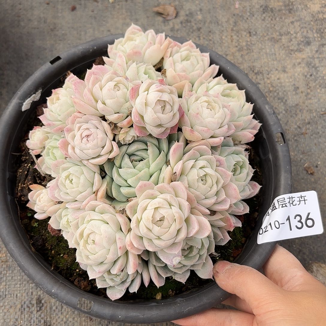 同温层多肉西娜136