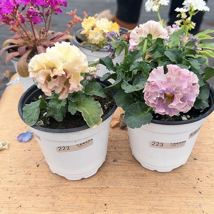 红陶抖音直播闪拍222/223