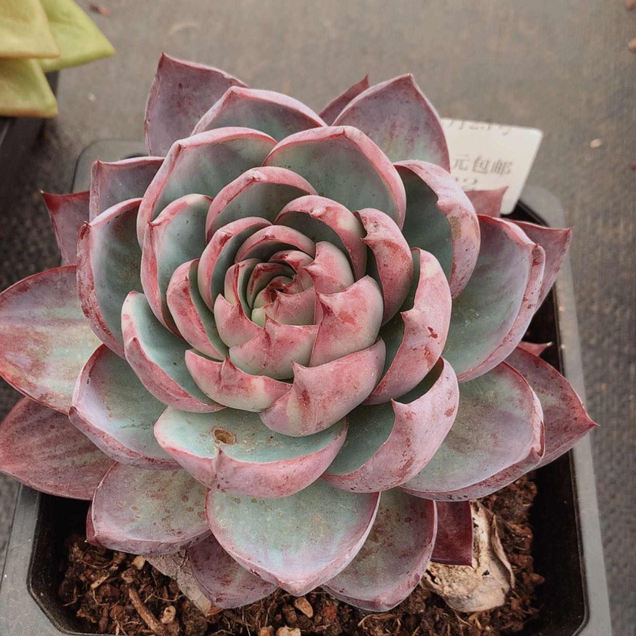 【闪购商品】云522号惊鸿13厘米