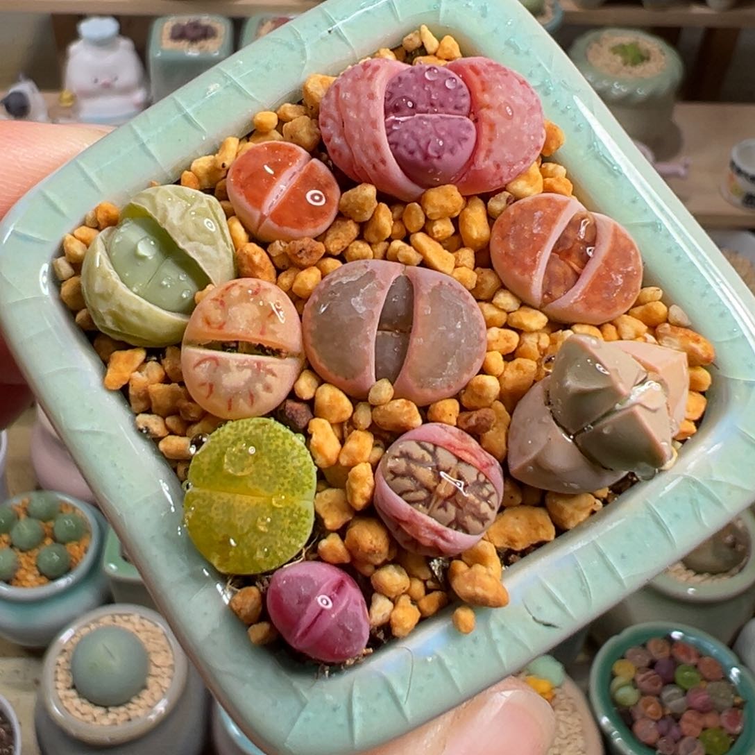 多肉植物6号彩色