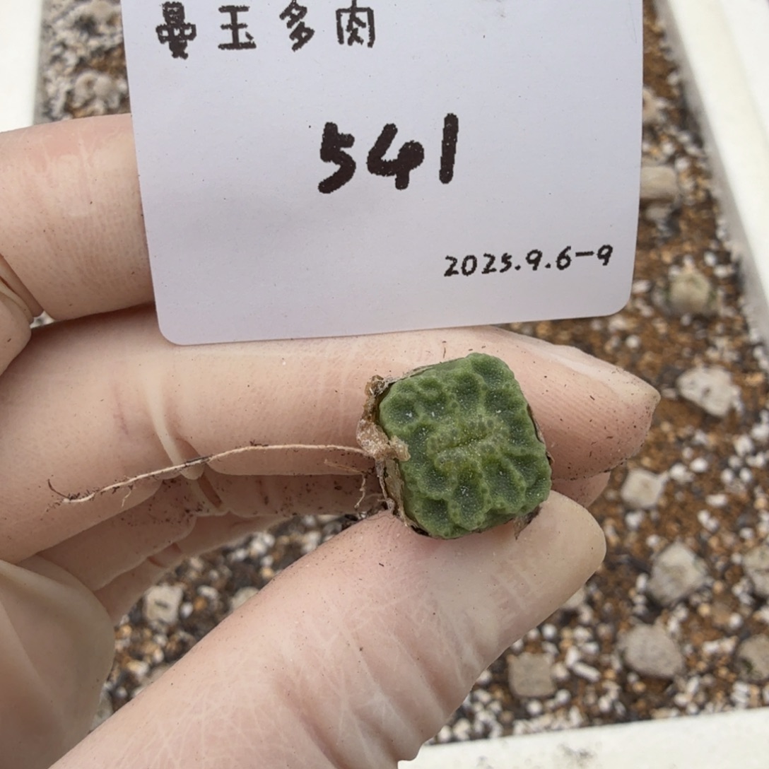 ****长多肉多肉多肉9-541