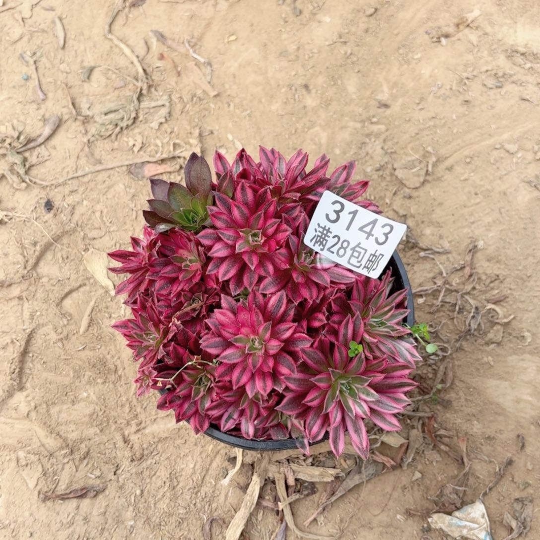 3143凤凰超白多肉111111