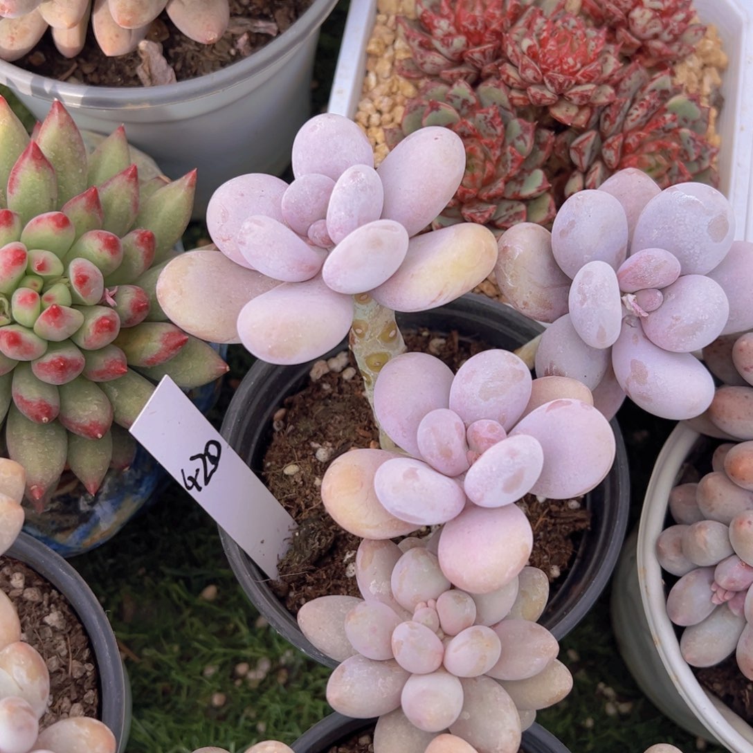 香玉的故事是一个人的故事吗我