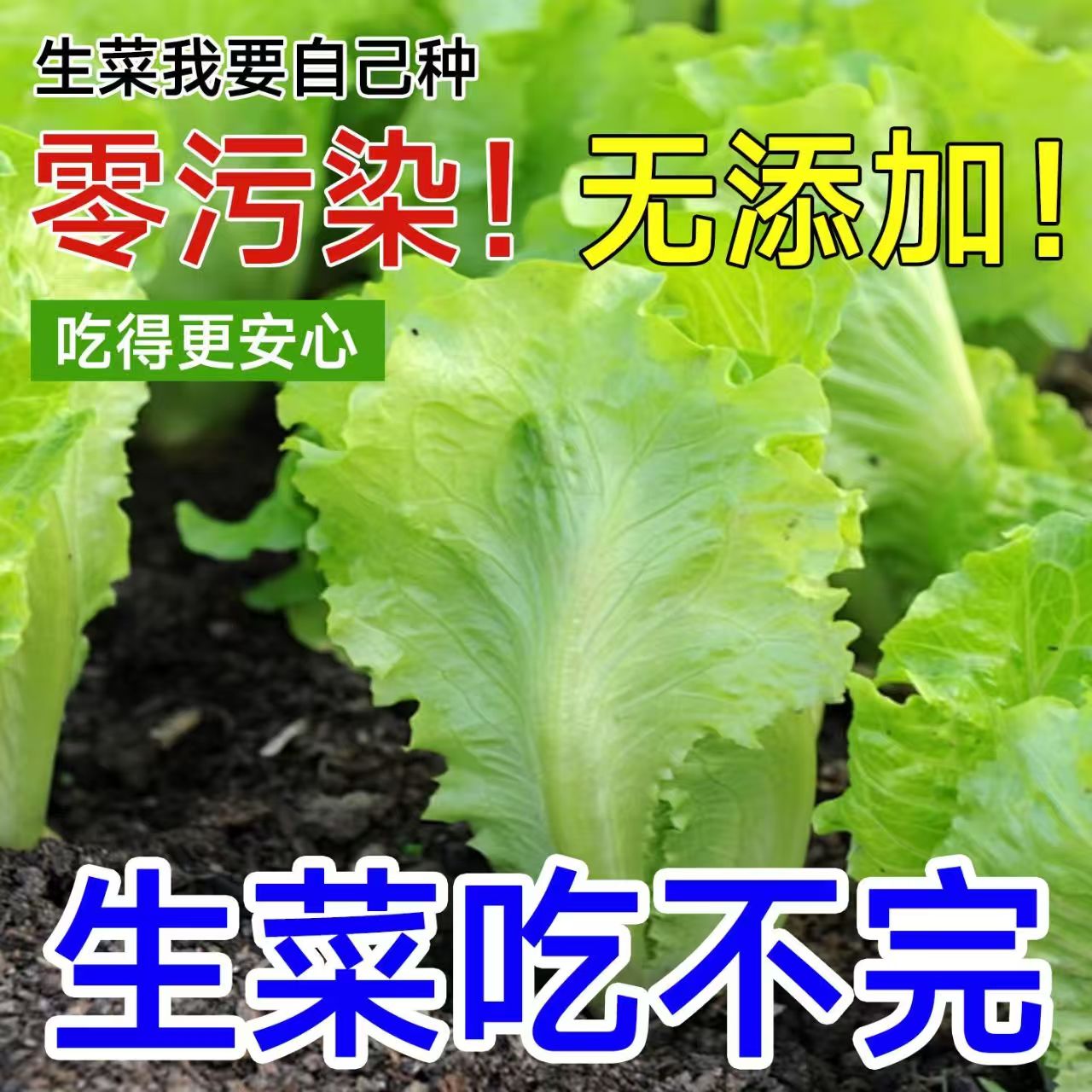 奶油生菜种子香甜奶油生菜种子四季种庭院阳台盆栽蔬菜种子地栽