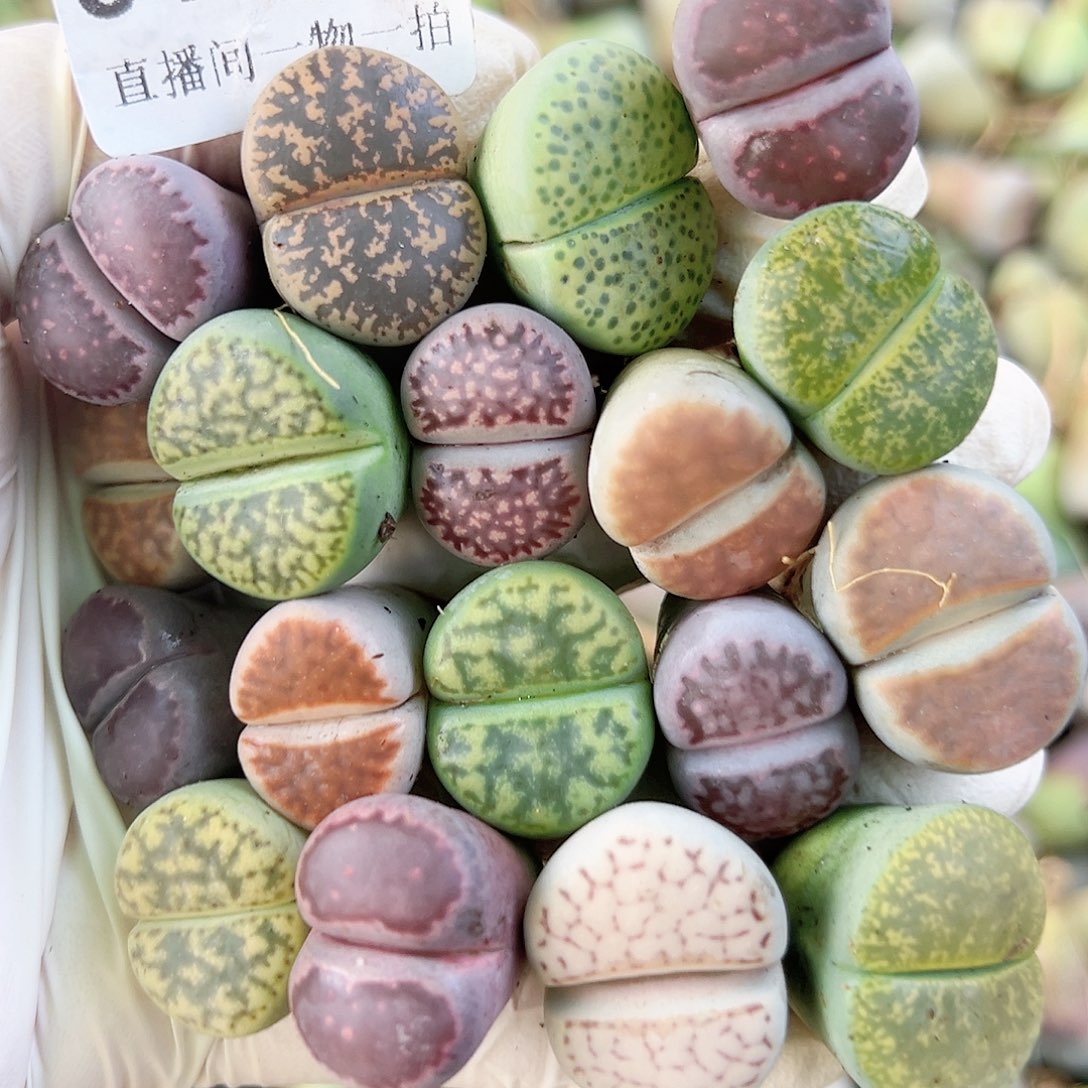 8467 好养易活生石花大母本18个