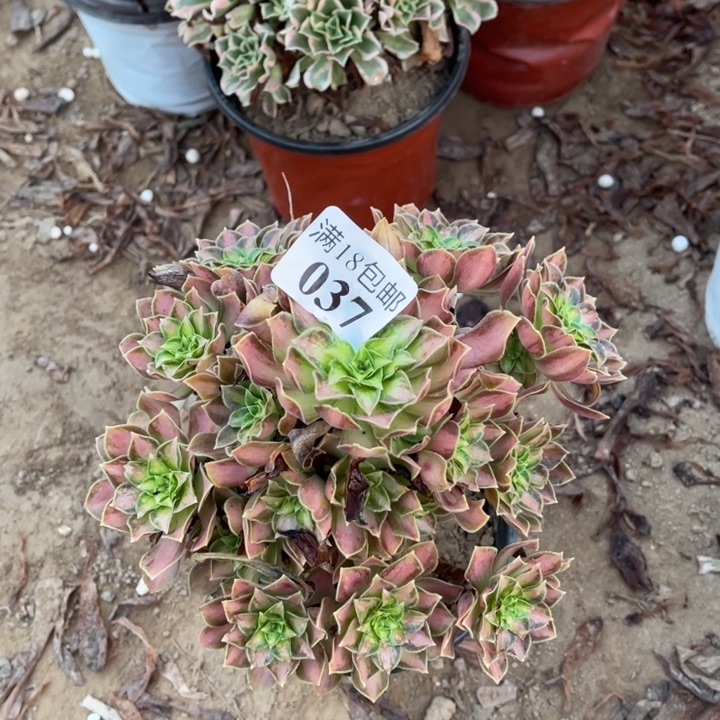 037韶华手捧1号棚