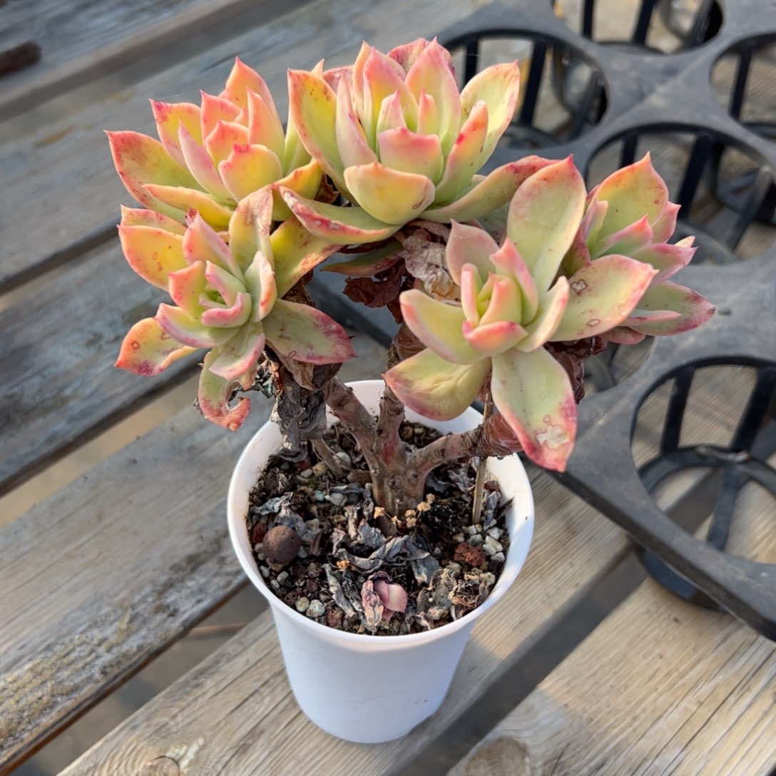 弧****乔伊10 零零多肉植物