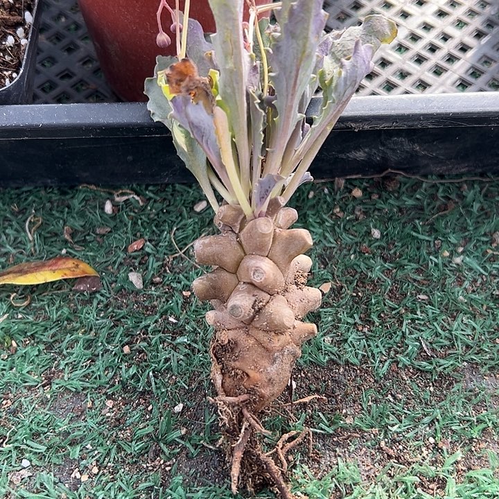 蛮鬼塔，一物一拍，