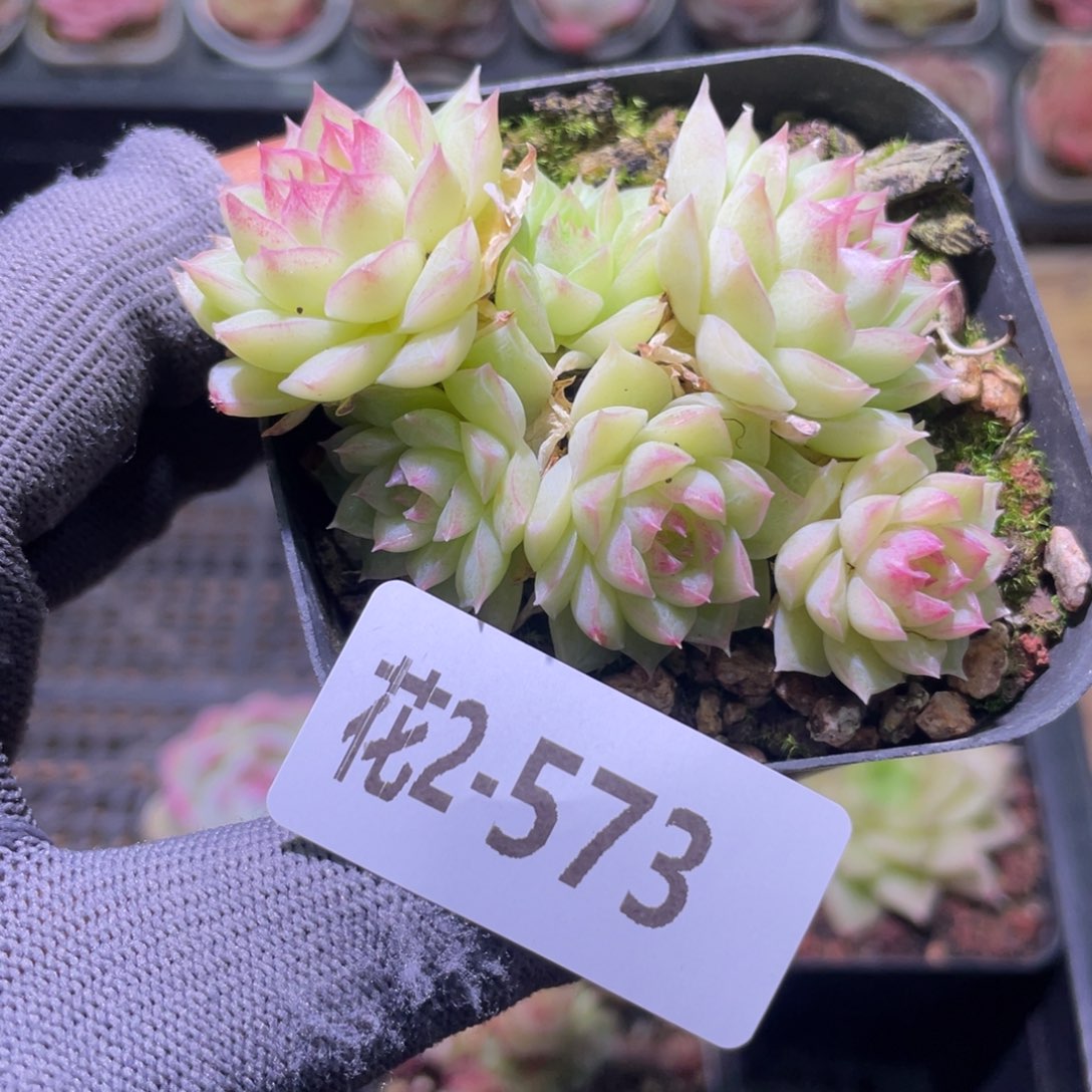 花利美2-573女王 