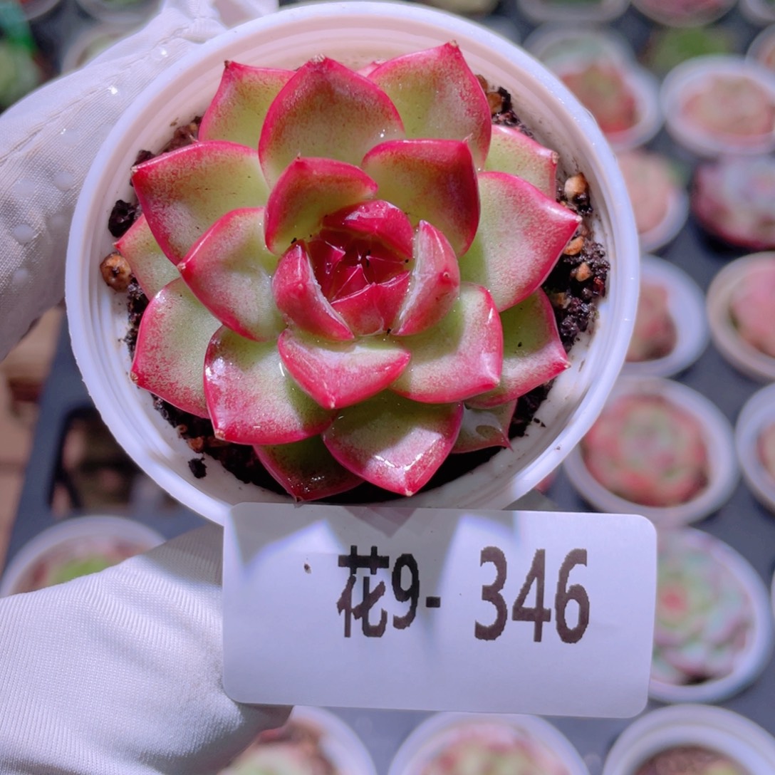 花利美9-346女王 