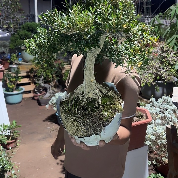 七***椒无花朵哈哈哈哈哈哈