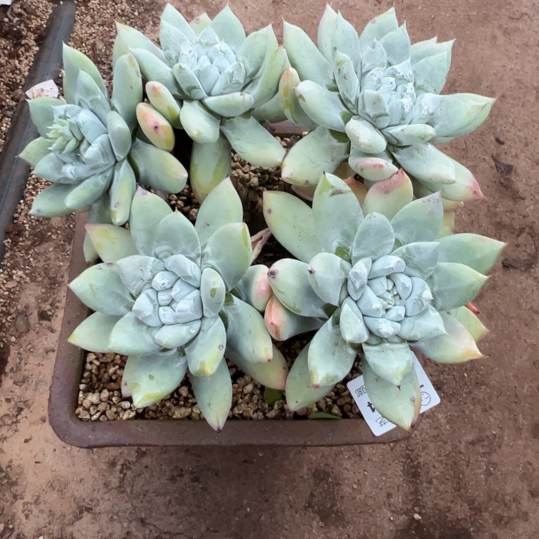 ～***木7644拇指苹果叶仙女杯