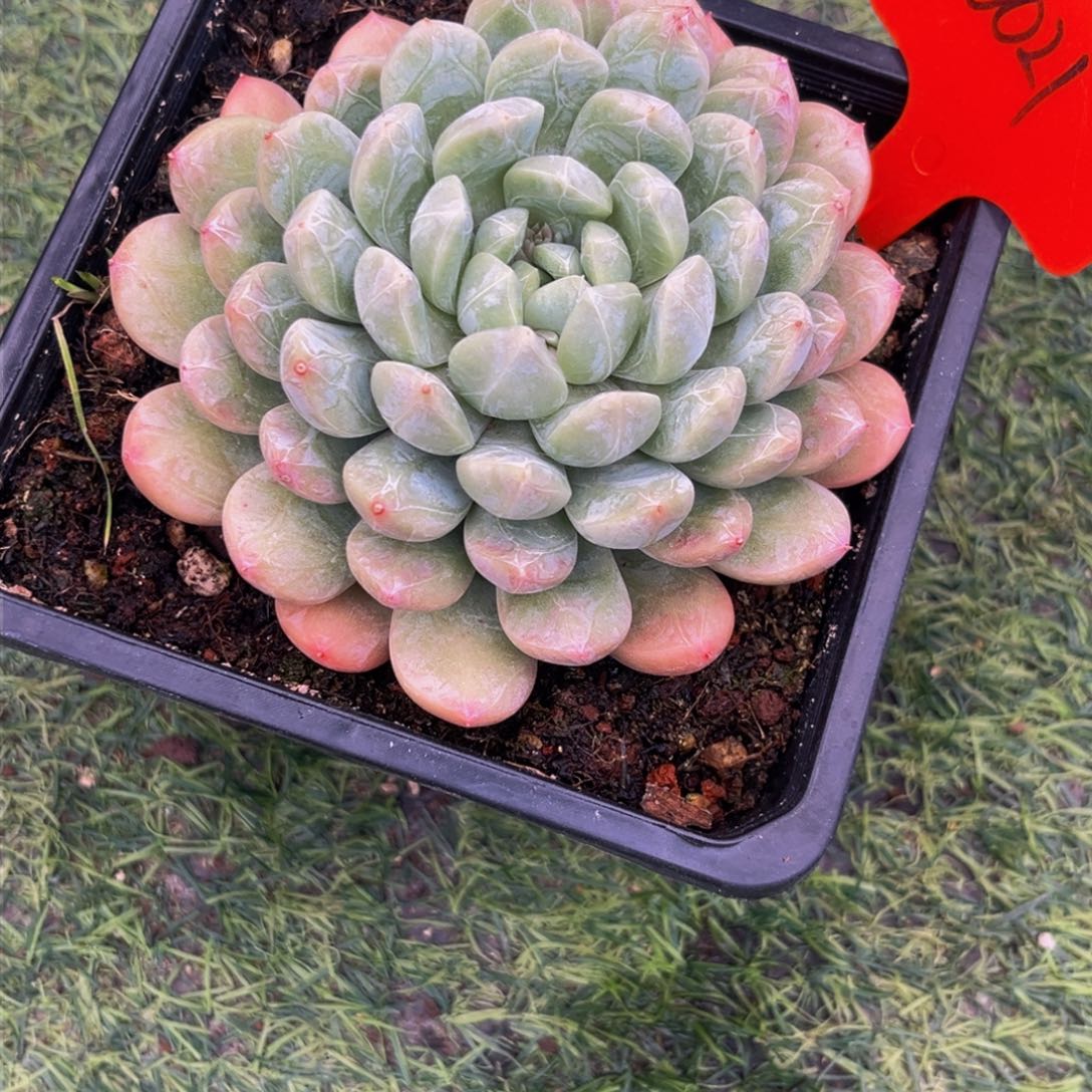 0021下午多肉植物群生