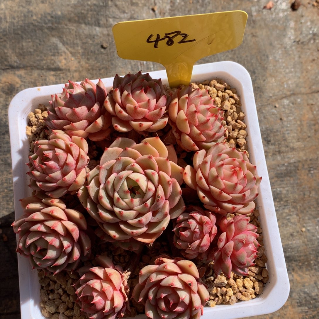 本两本吧62727372727