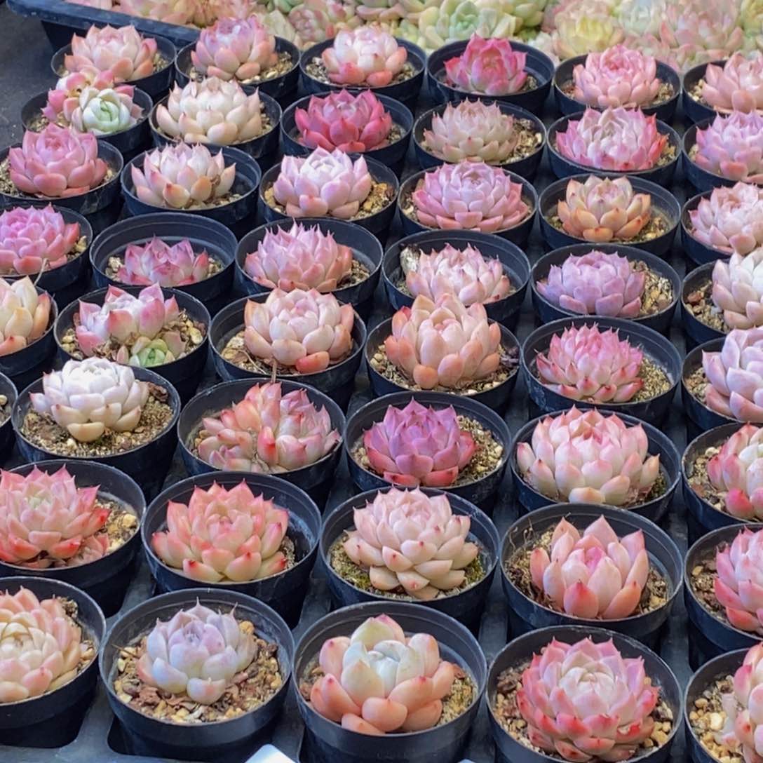 908多肉植物保护研究所所长助理研究员