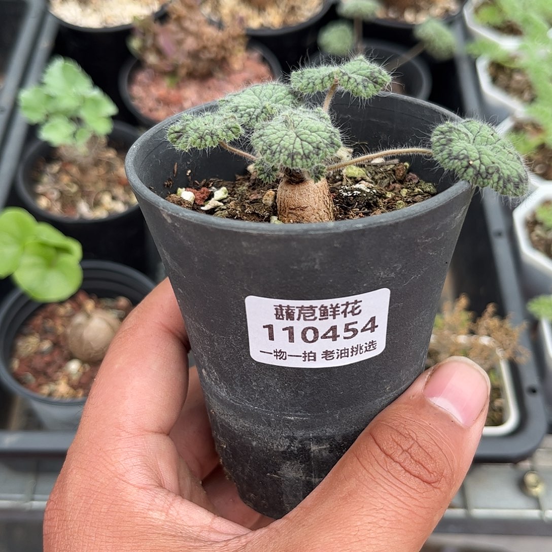 真***r110454一物一拍单
