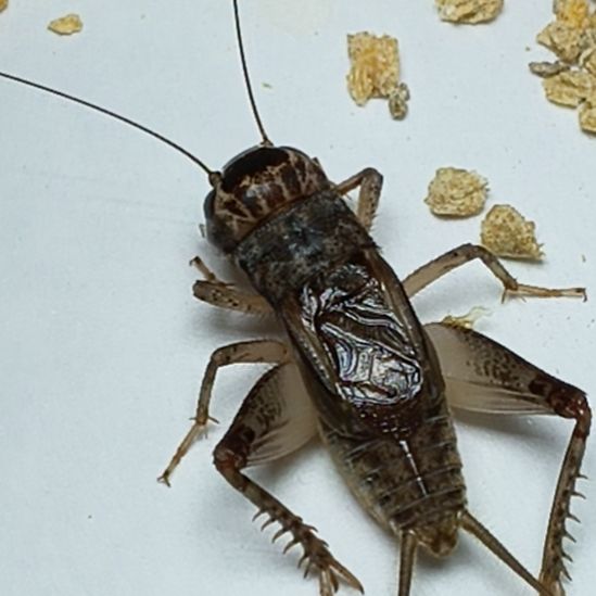 梦幻蟋蟀冬版大量出