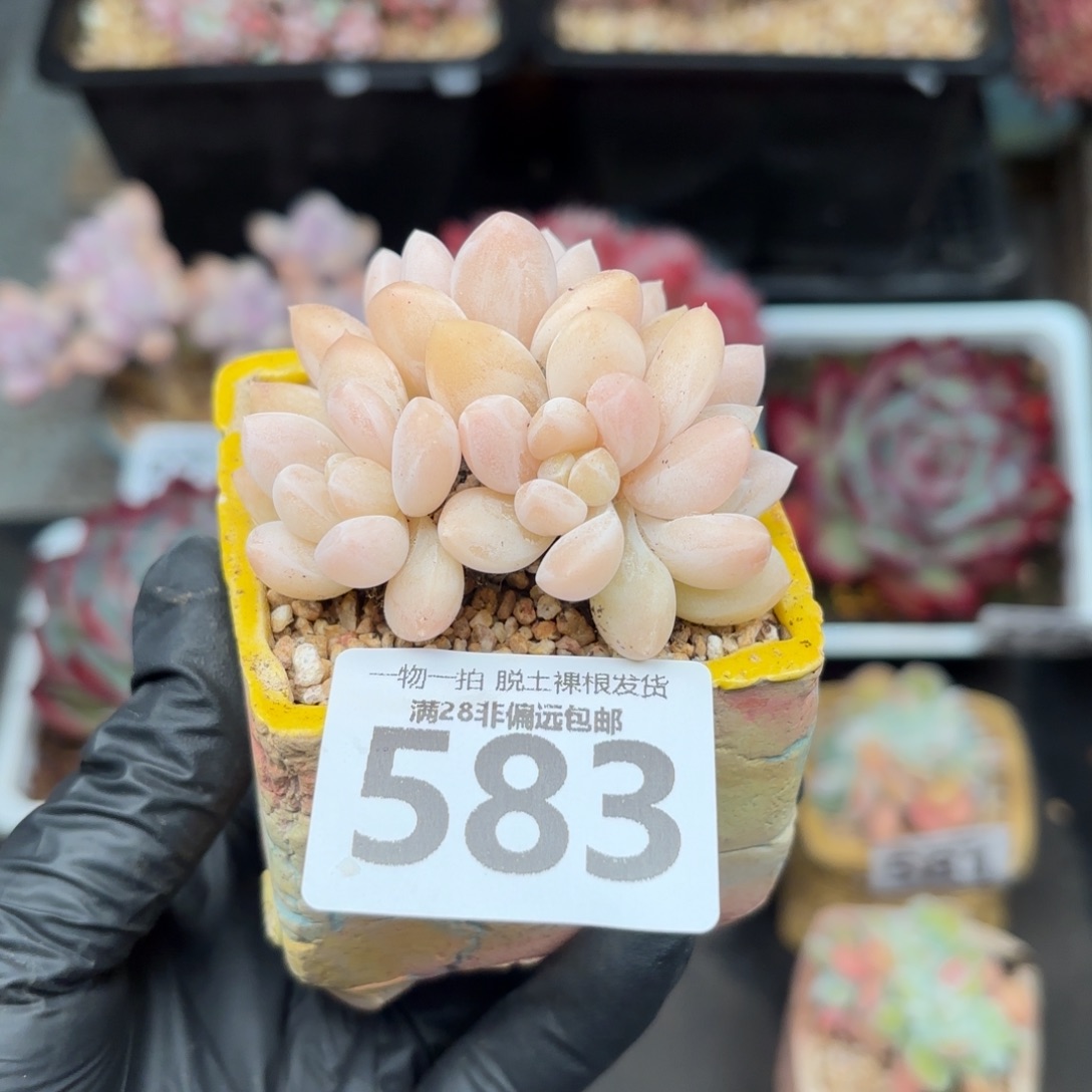 如梦令无盆土发货