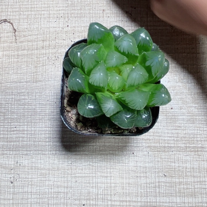 灯芯冰灯多肉植物6666
