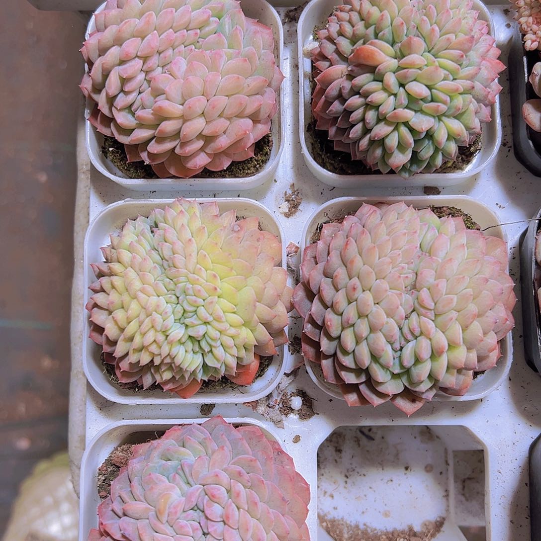 甘露缀化19包邮多肉