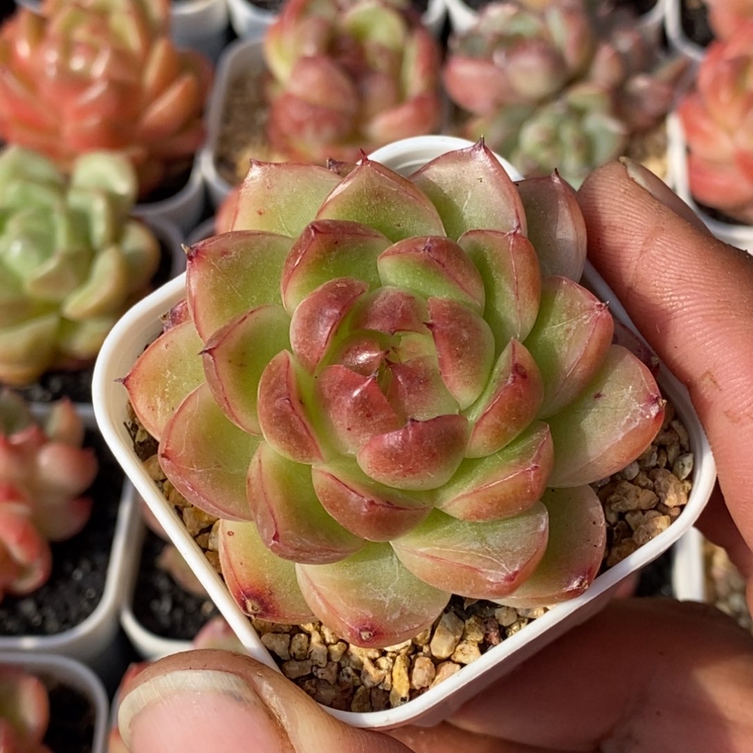 天官赐福百无禁忌