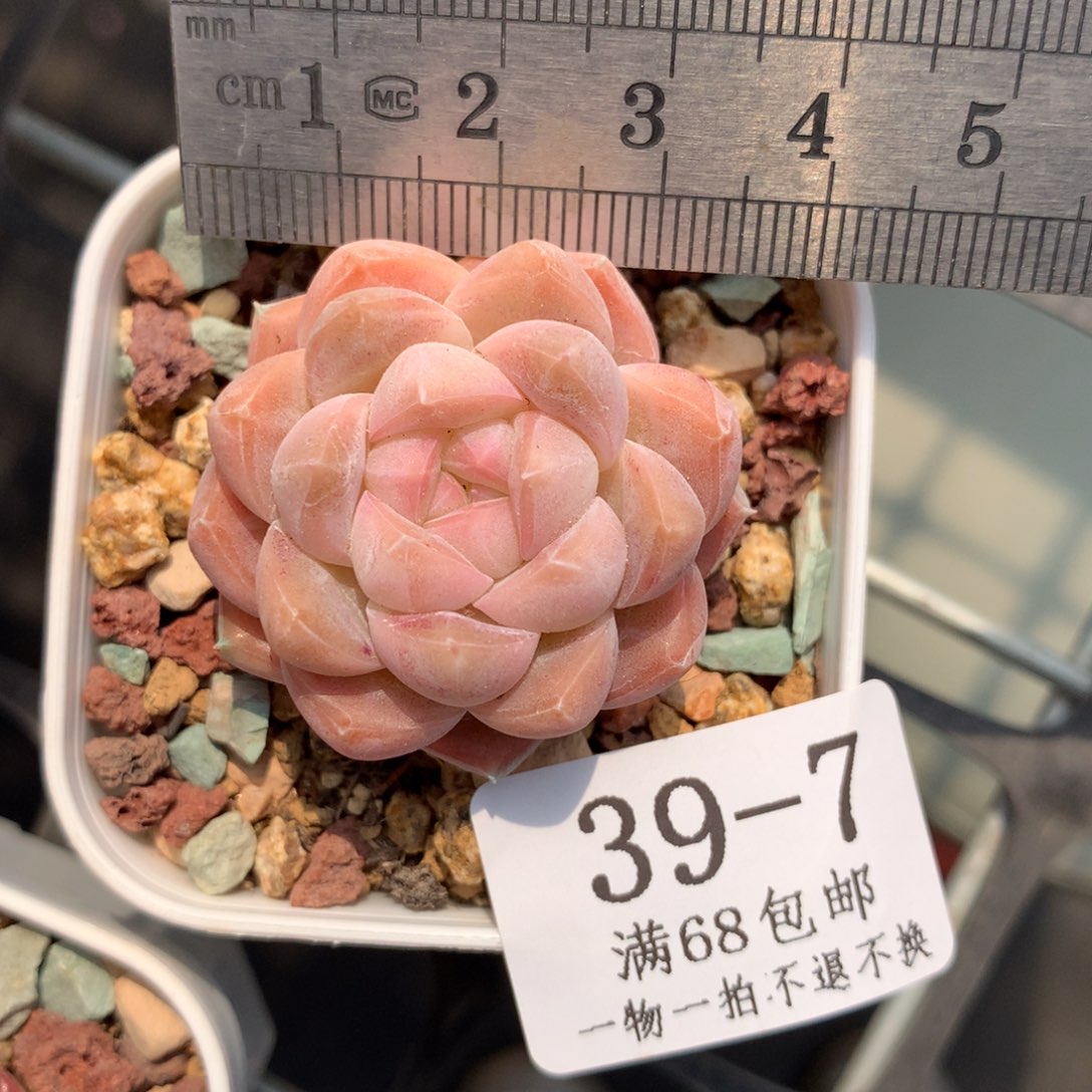 7。桃子汽水。满六八包邮。