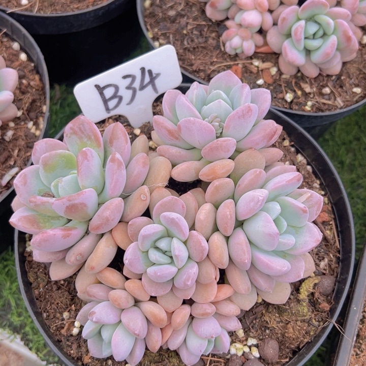 健健康康平平安安