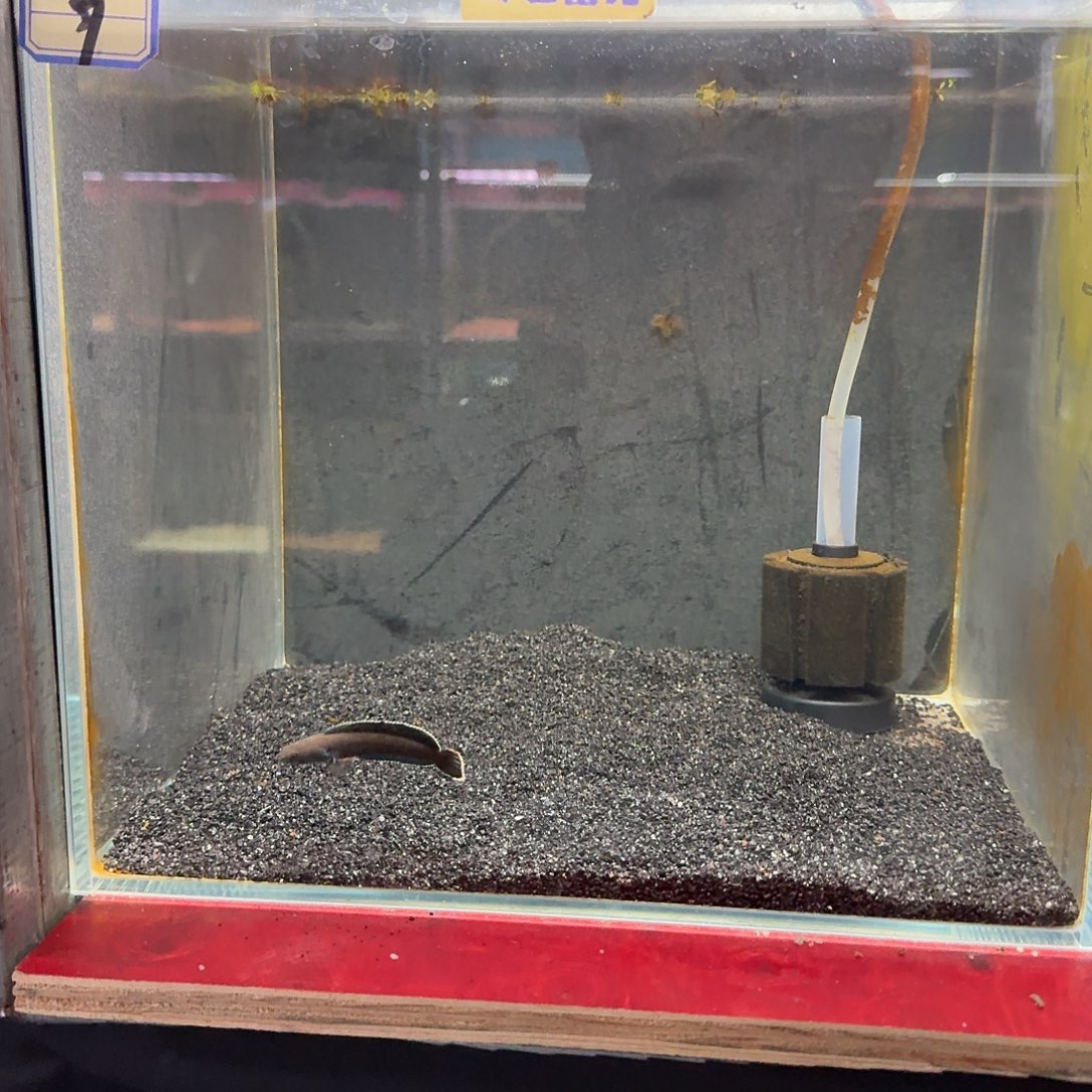 雷龙鱼奶茶雷龙9号缸