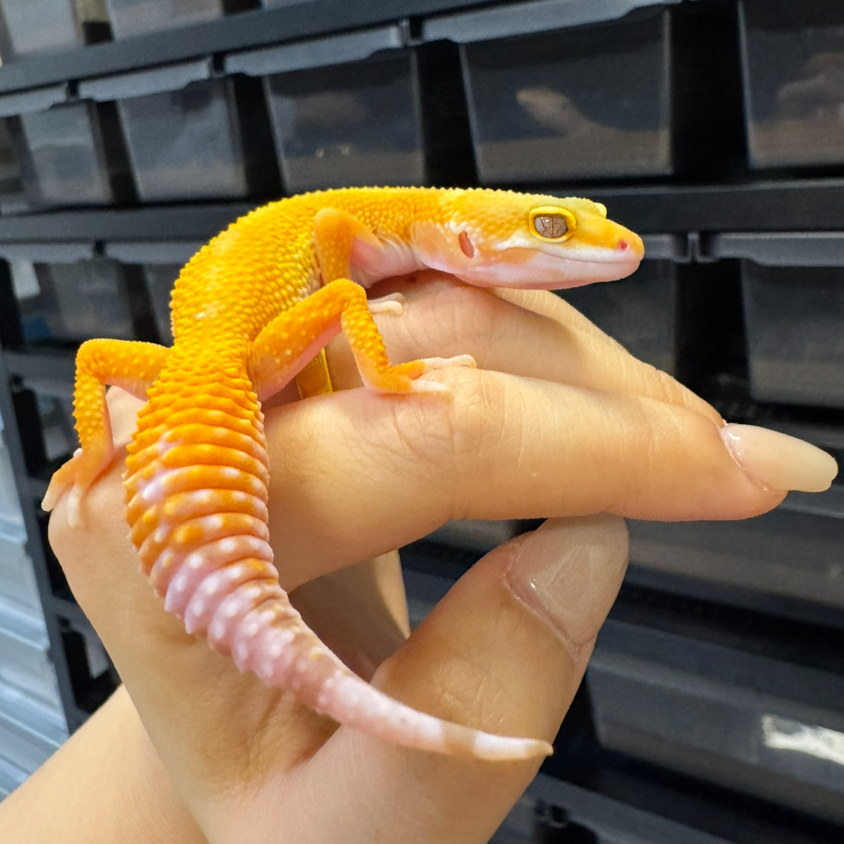 豹纹守宫蜥蜴小亚成4-7个月 一图一物自选