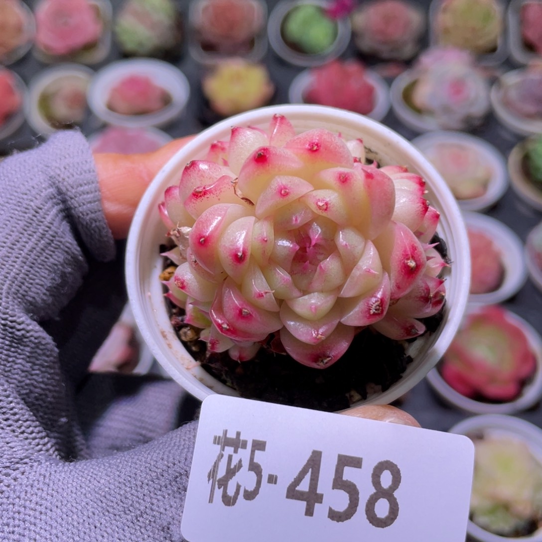 花利美5-458麦秆  