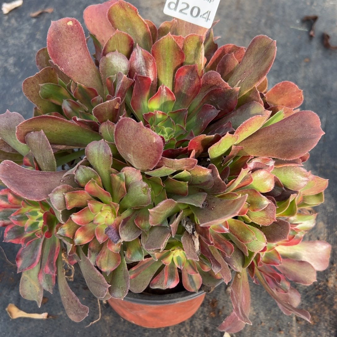 204红秀，多肉法师