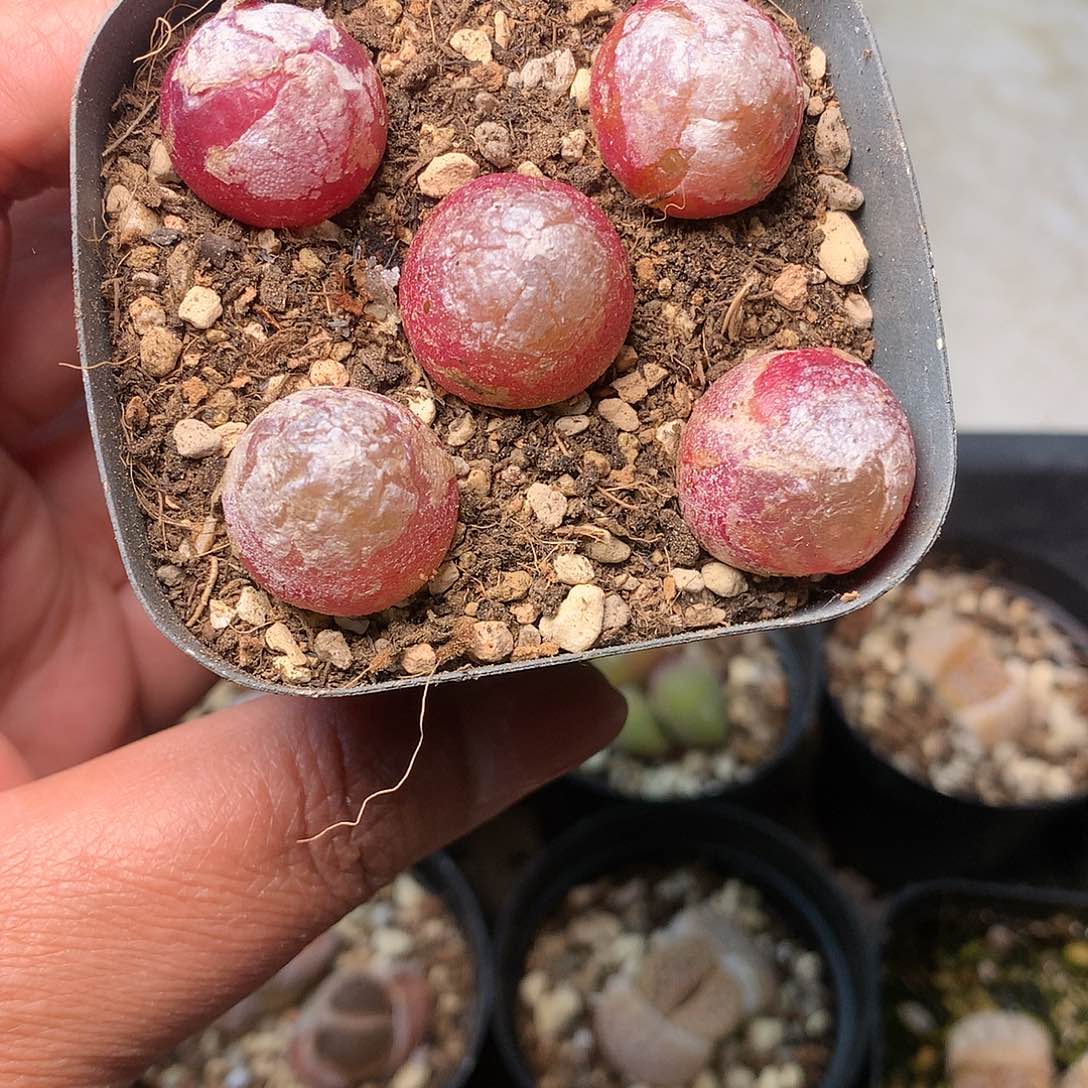 A54多肉植物保护研究所