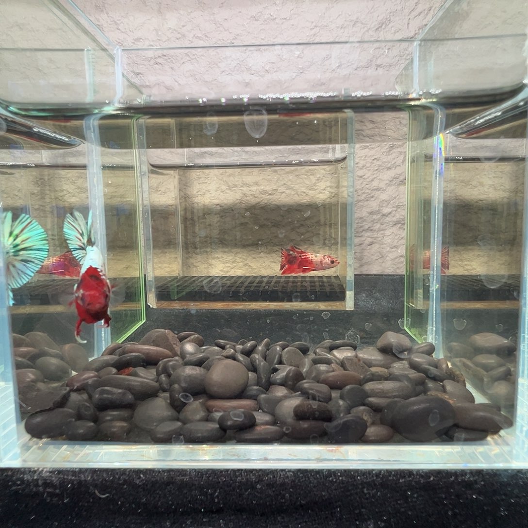 斗鱼阿浩泰斗15日53