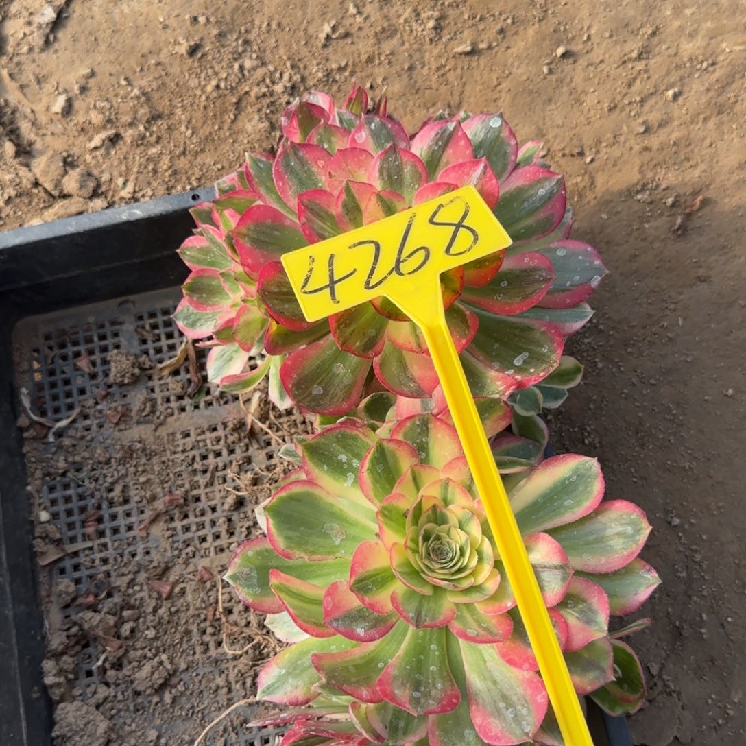 এ***娘4268-海王多肉植物