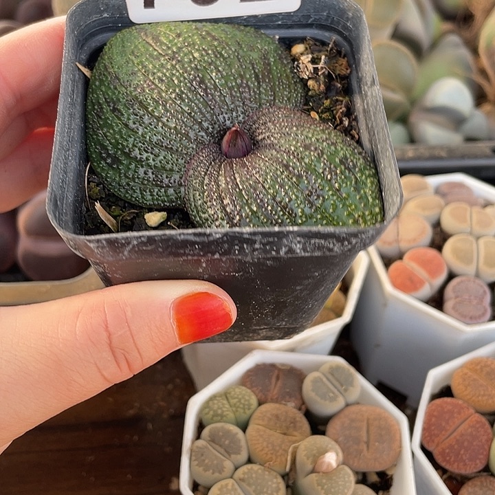 紫镜一盒！792111