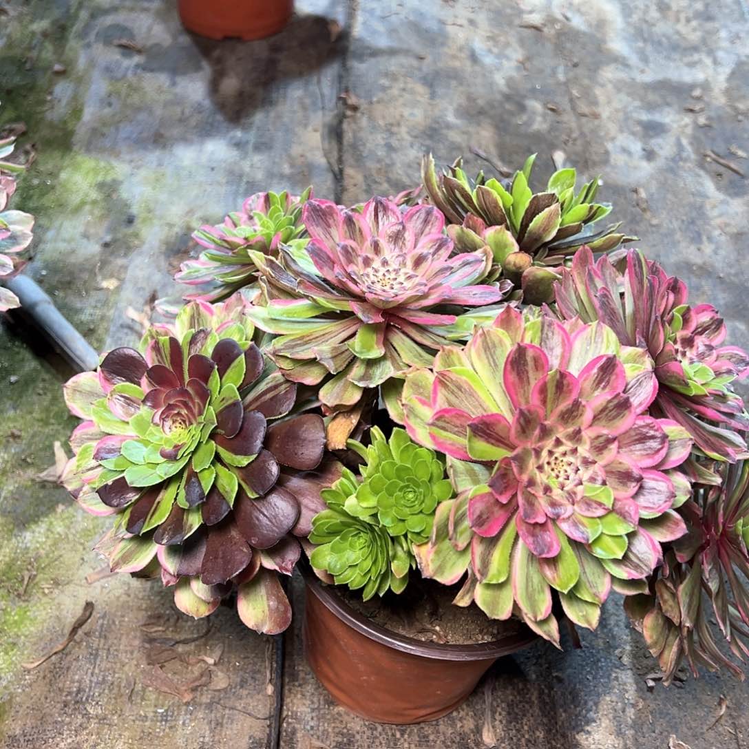 小**?70多肉多肉多肉多肉多肉多肉多肉多肉