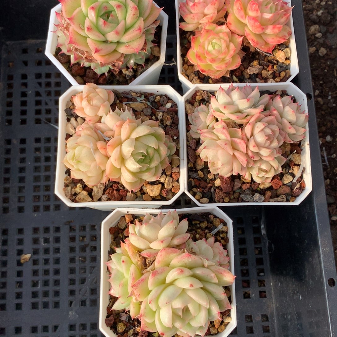 1209-59 套餐一组