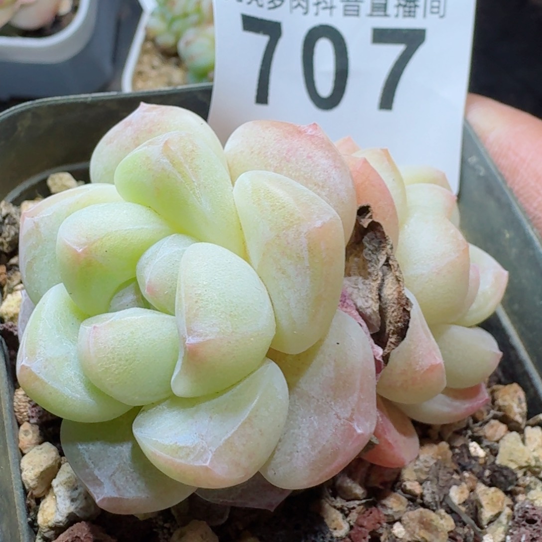 樱花冰玉       精品多肉