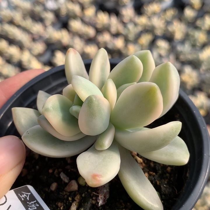 东美人锦多肉植物