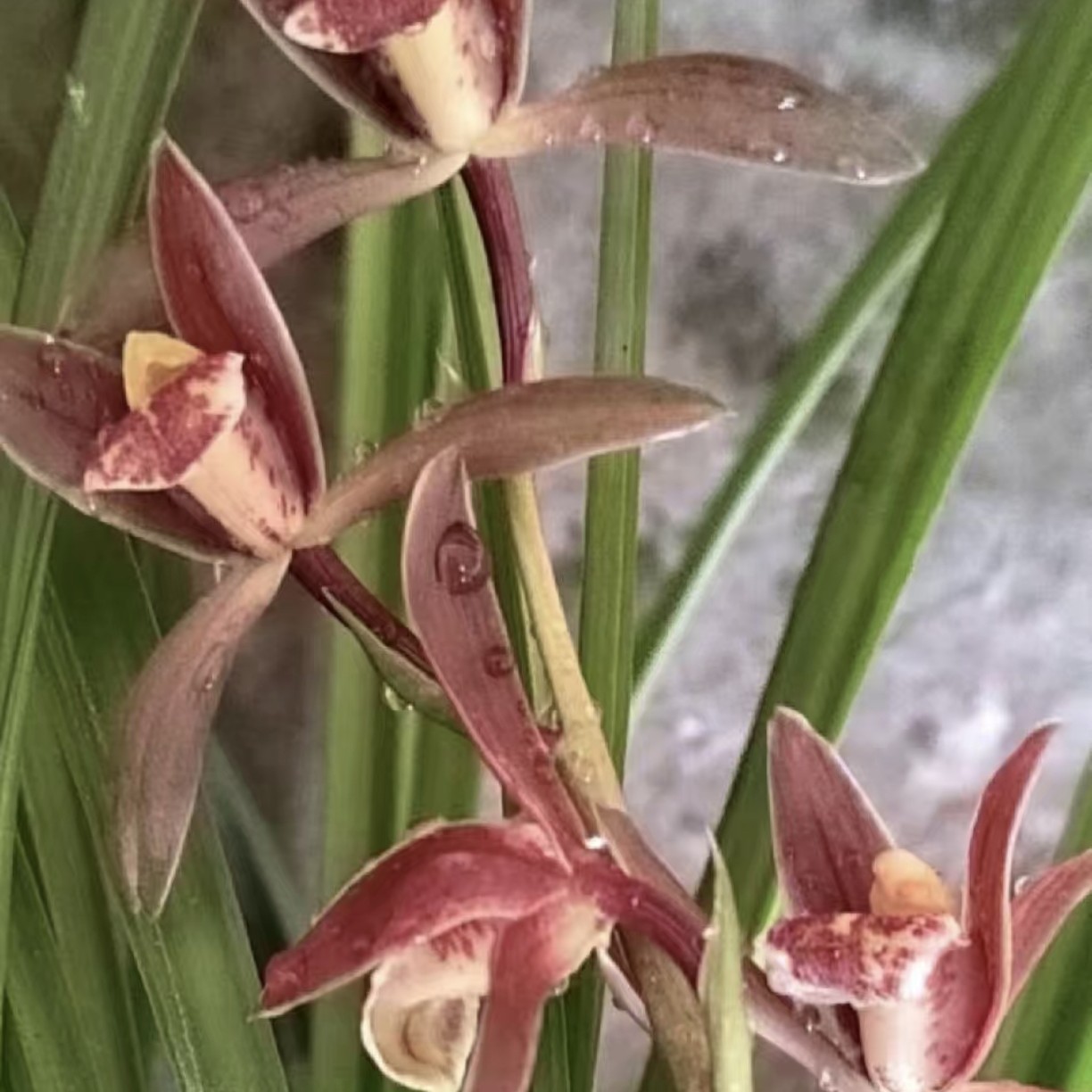 浓香型秋芝红花兰苗室内桌面绿植阳台盆栽好养活