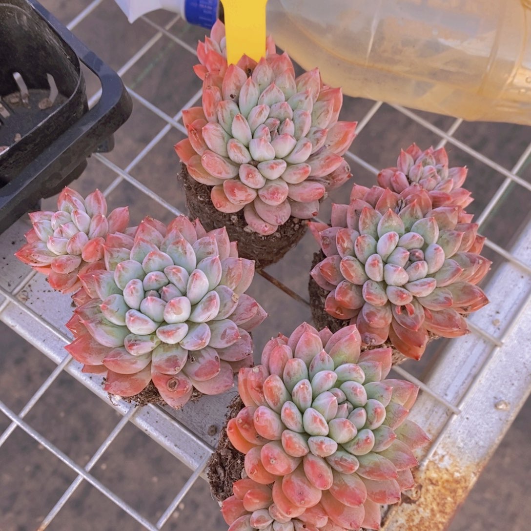 1211-25-精品梅花洛双头买一送一