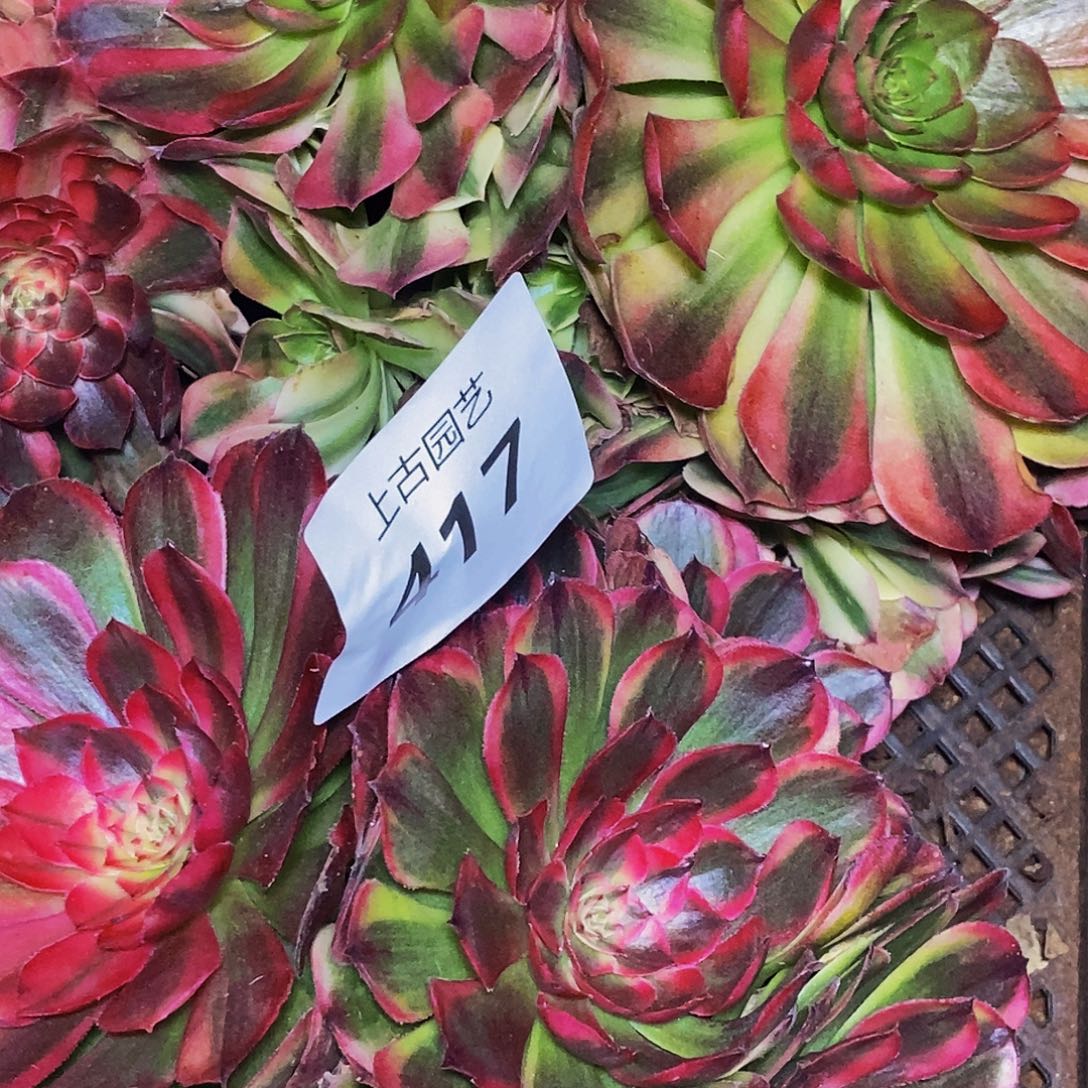 上古园艺多肉法师417